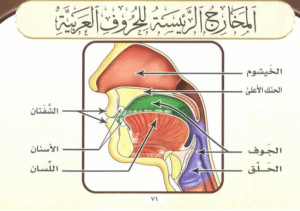 مخارج الحروف Arabic Letters Articulation Points
